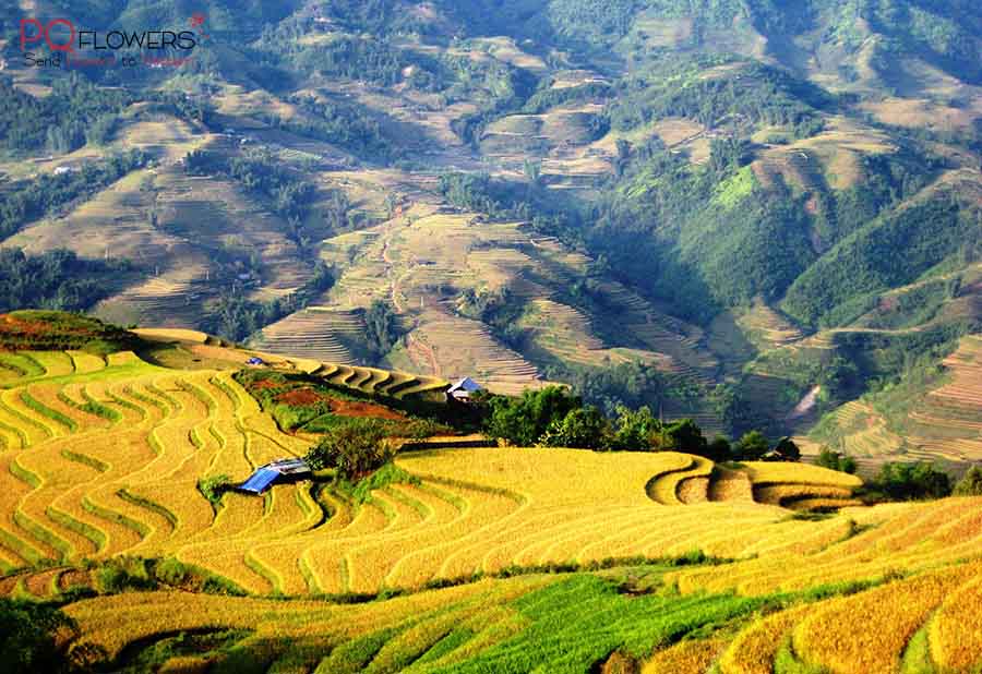 lao-cai-flower-shop-vietnam-240421