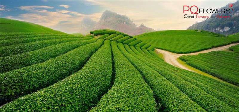 thai-nguyen-flower-shop-vietnam-240421